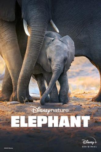 Elephant (movie 2020)