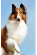 Lassie the Dog