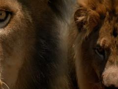 Movies about Kenya