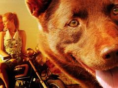 Australian Pet Movies