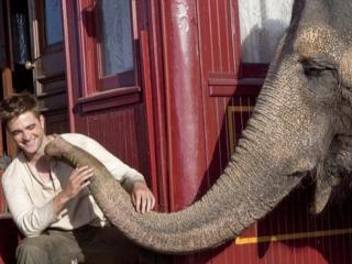 75 Best Elephant Movies
