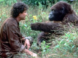 81 Best Gorilla movies