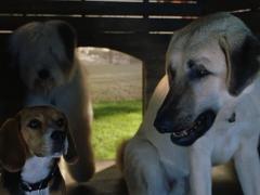 Movies about pets