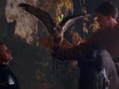 Films about falcons