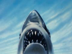 Movies about white sharks