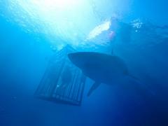 English films about the ocean