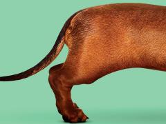 Movies about dachshunds