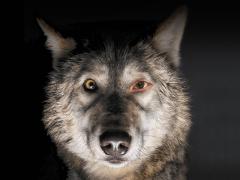 Films about animal rights