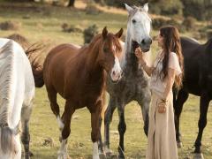 Films about wild horses
