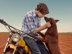 Movies about a lost dog
