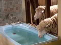 Movies about sheep